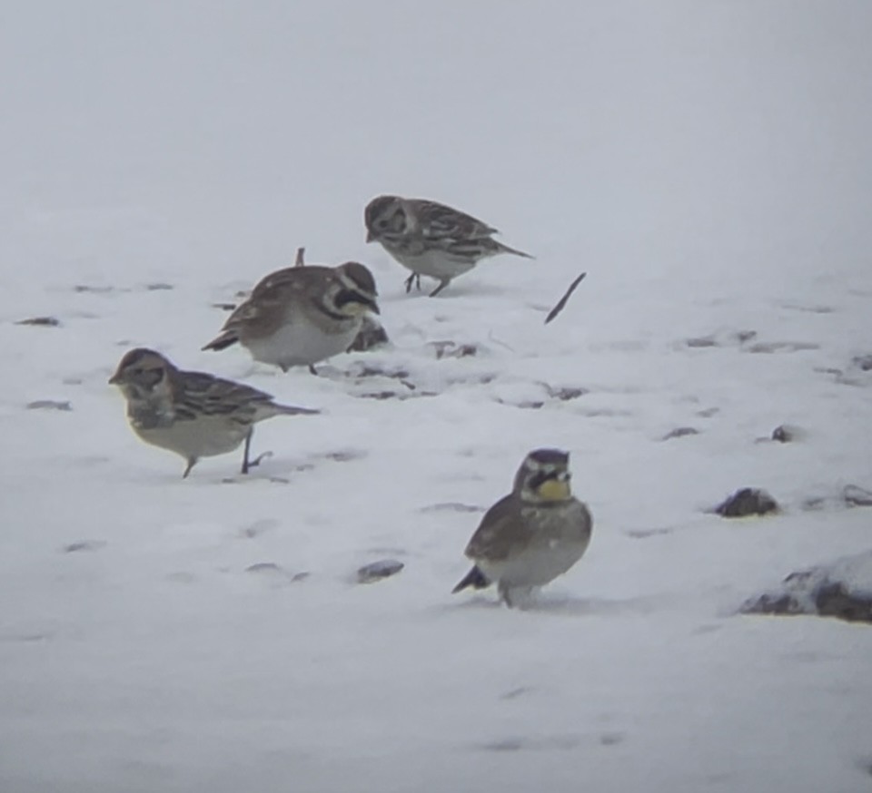 Hegatxabal adarduna - ML646241691