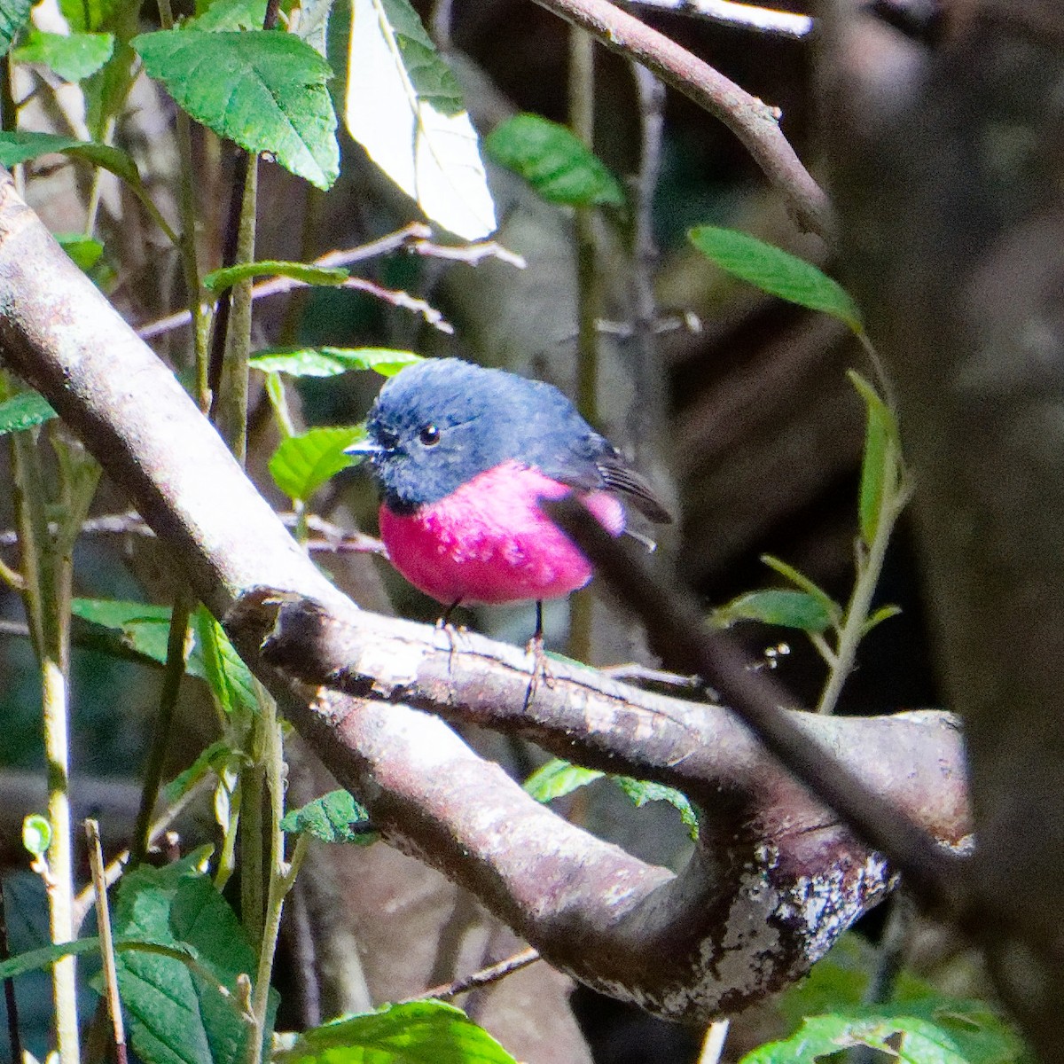 Pink Robin - ML646241692