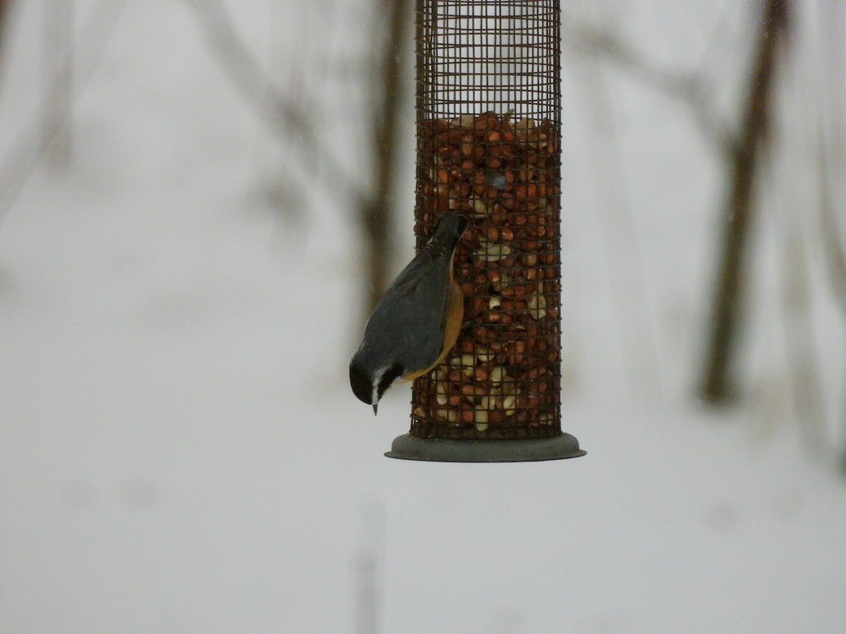 Garrapo kanadarra - ML646241695