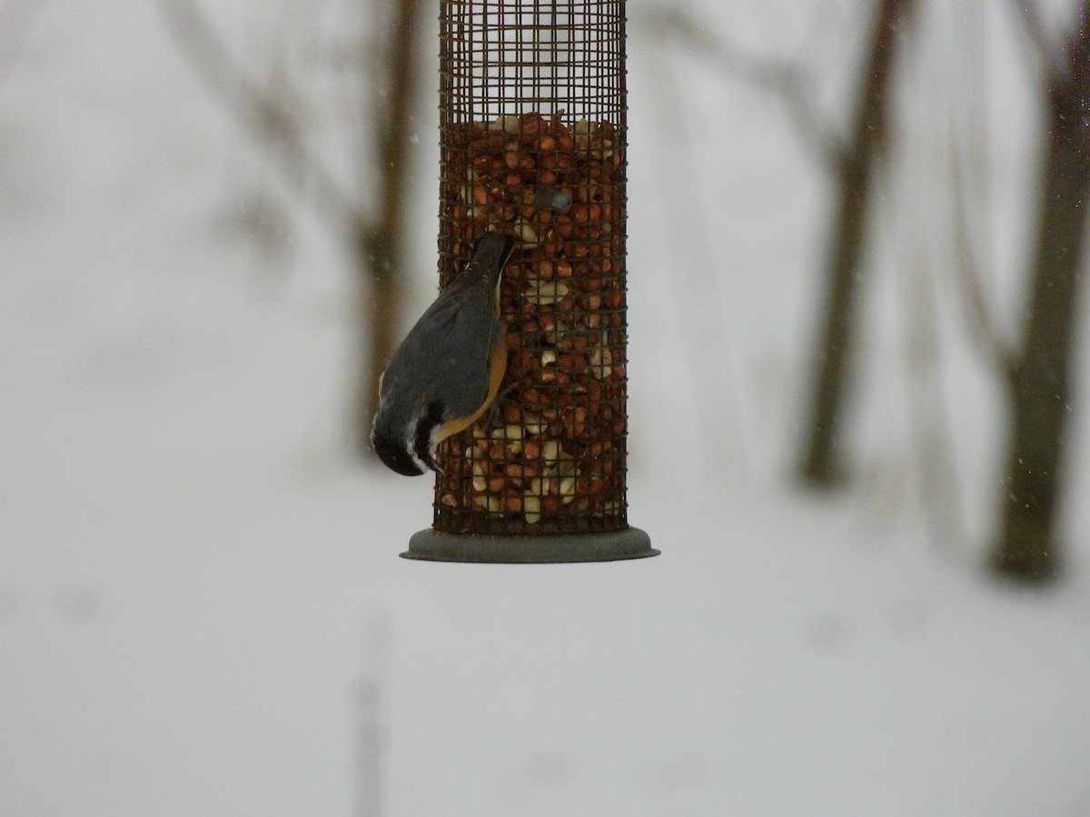 Garrapo kanadarra - ML646241696