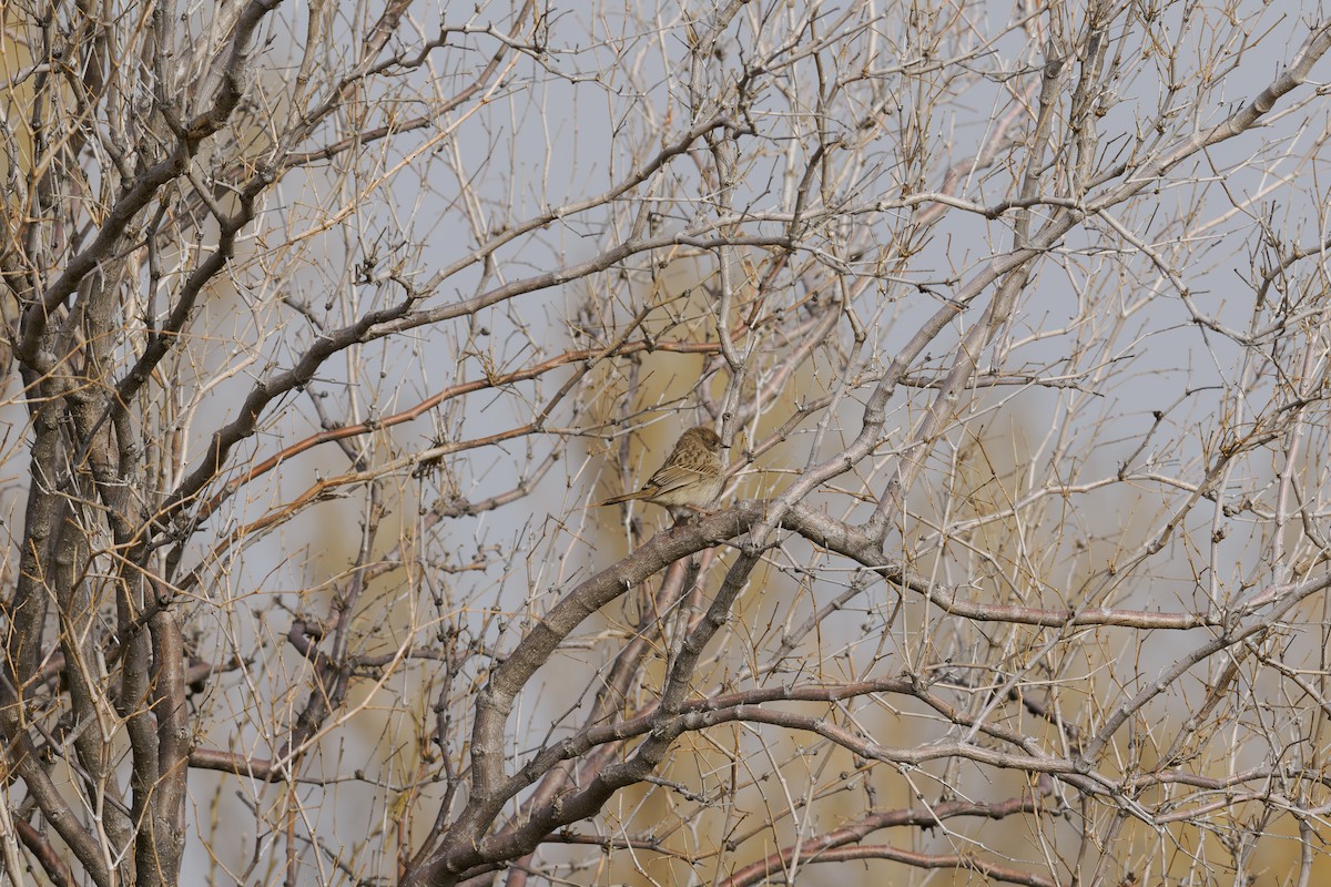 Tuntun mongoliarra - ML646241697