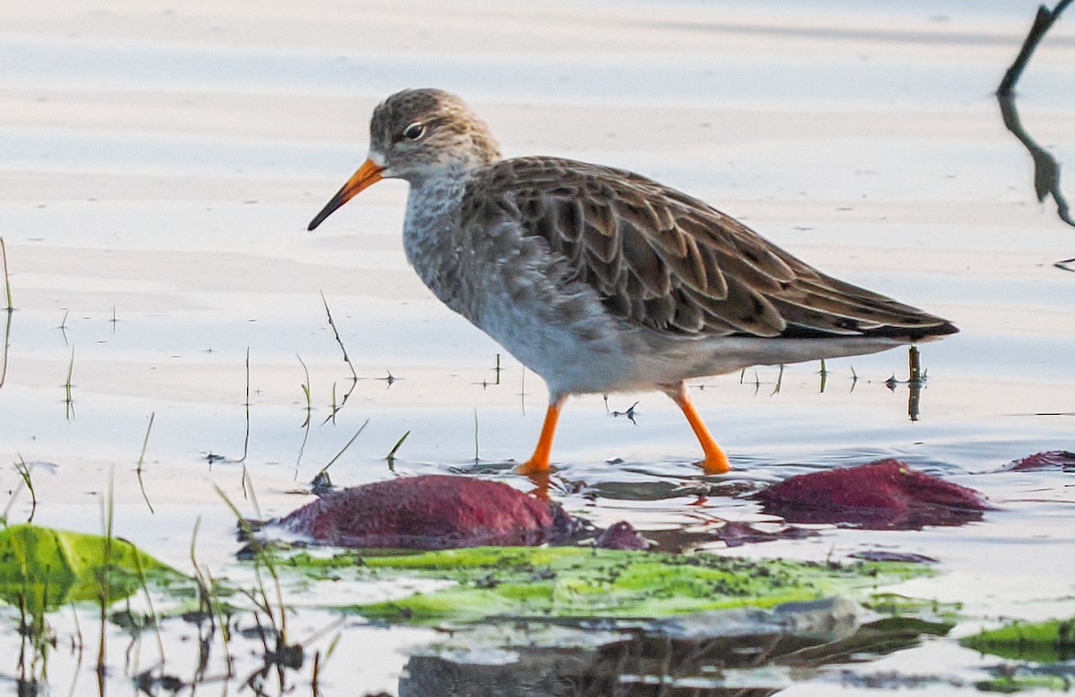 Borrokalaria - ML646241698