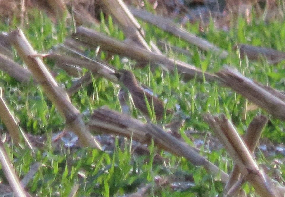 Hegatxabal adarduna - ML646241704