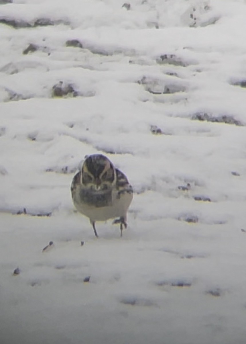 Ipar-berdantza - ML646241706