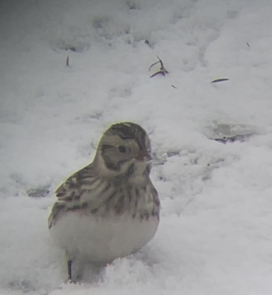 Ipar-berdantza - ML646241707