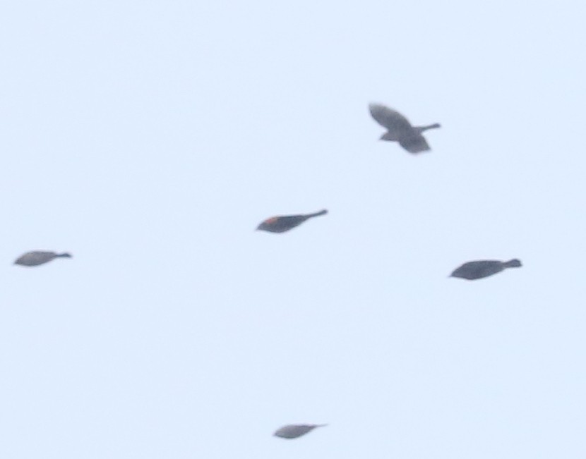 Red-winged Blackbird - ML646241708