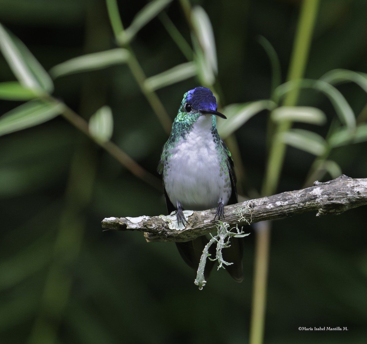 Andean Emerald - ML646241709