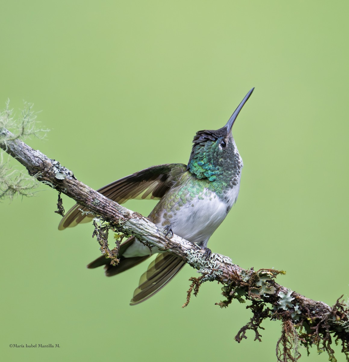 Andean Emerald - ML646241710