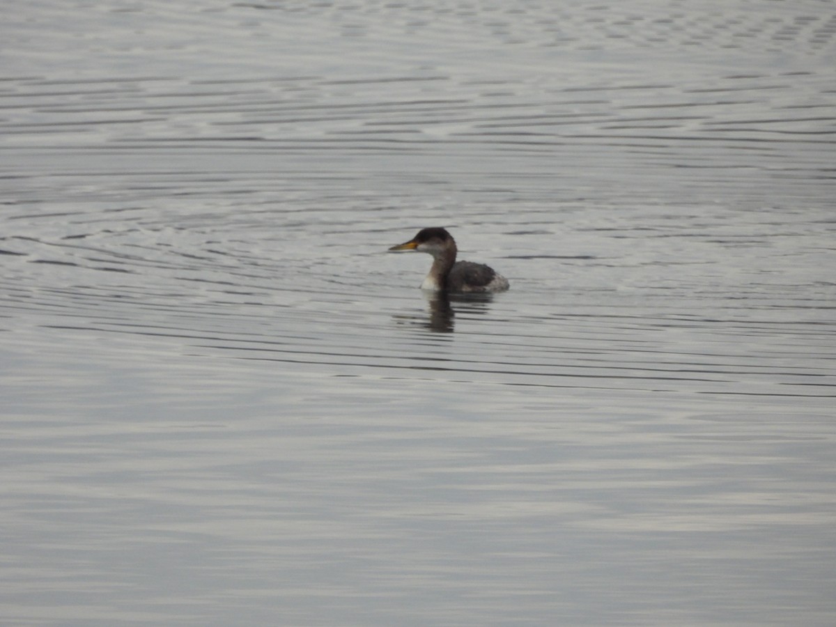 Red-necked Grebe - ML646241713