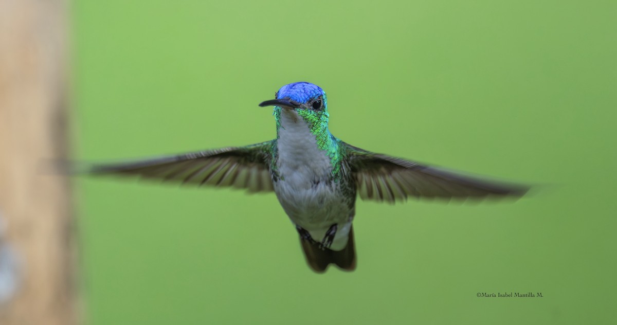 Andean Emerald - ML646241714