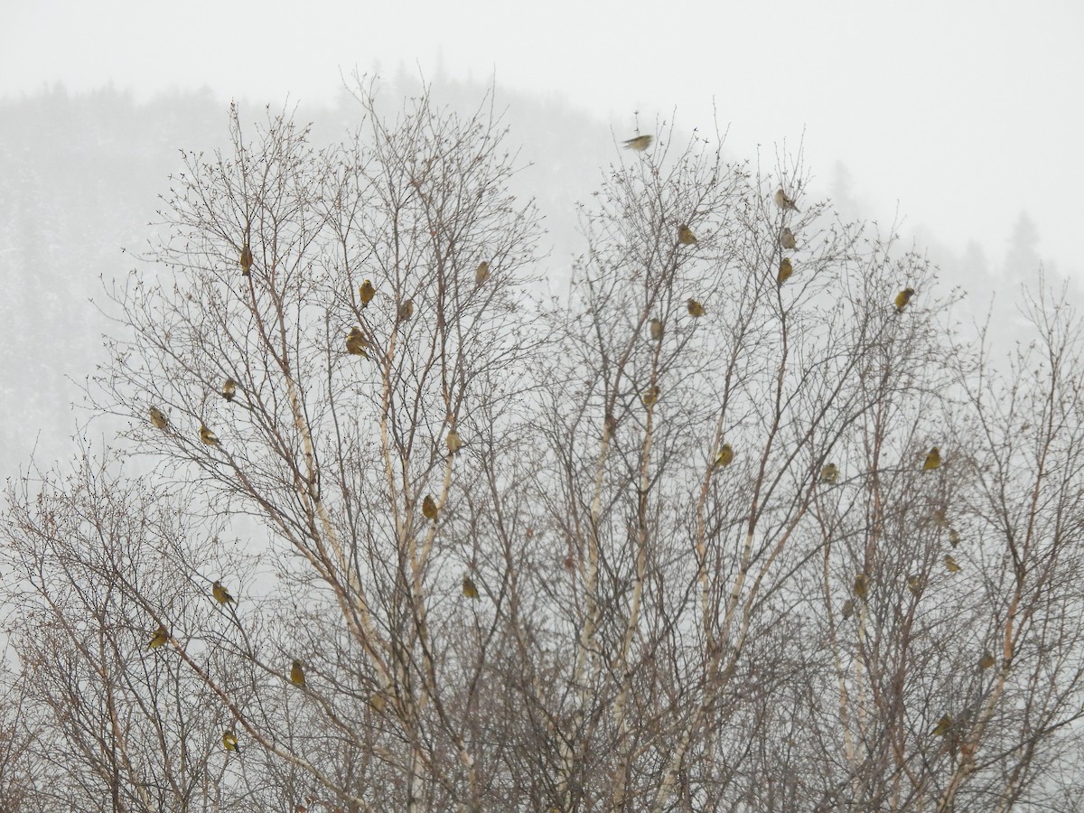 Mokolodi bekainoria - ML646241715