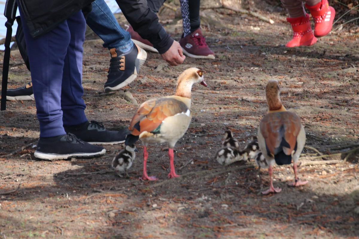 Antzara egiptoarra - ML646241716