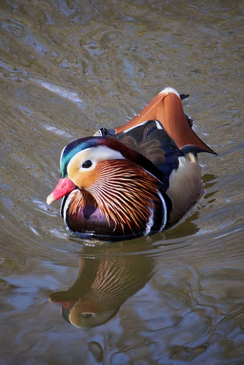 Mandarin Duck - ML646241718