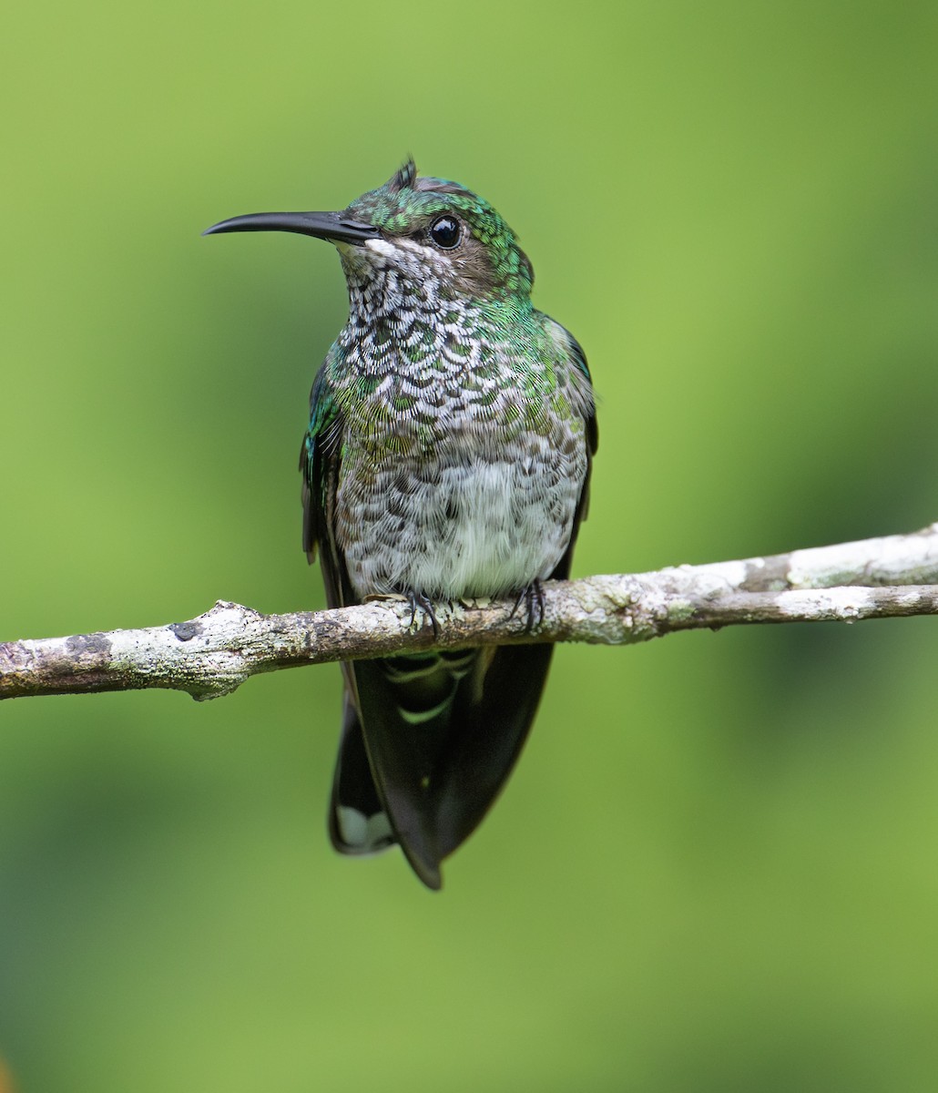 White-necked Jacobin - ML646241719