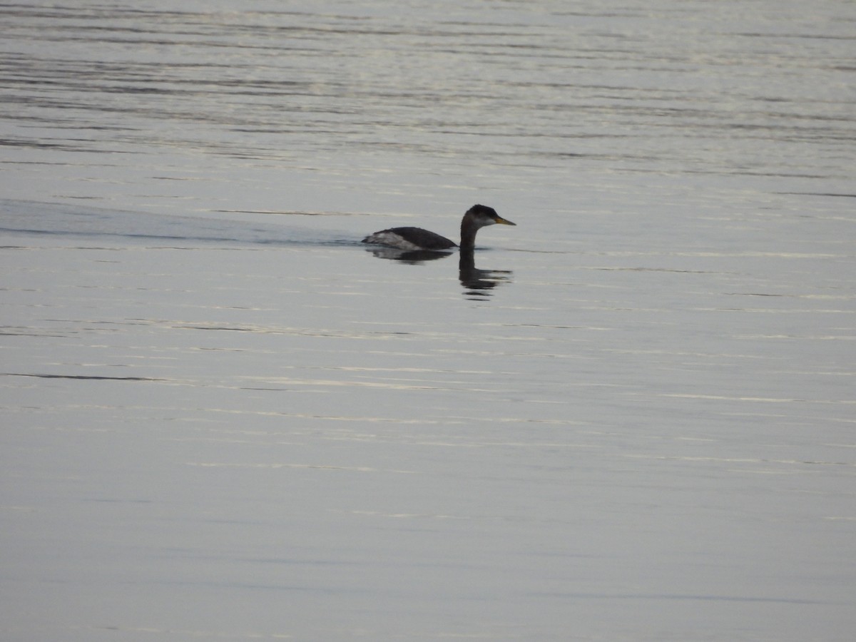 Red-necked Grebe - ML646241720