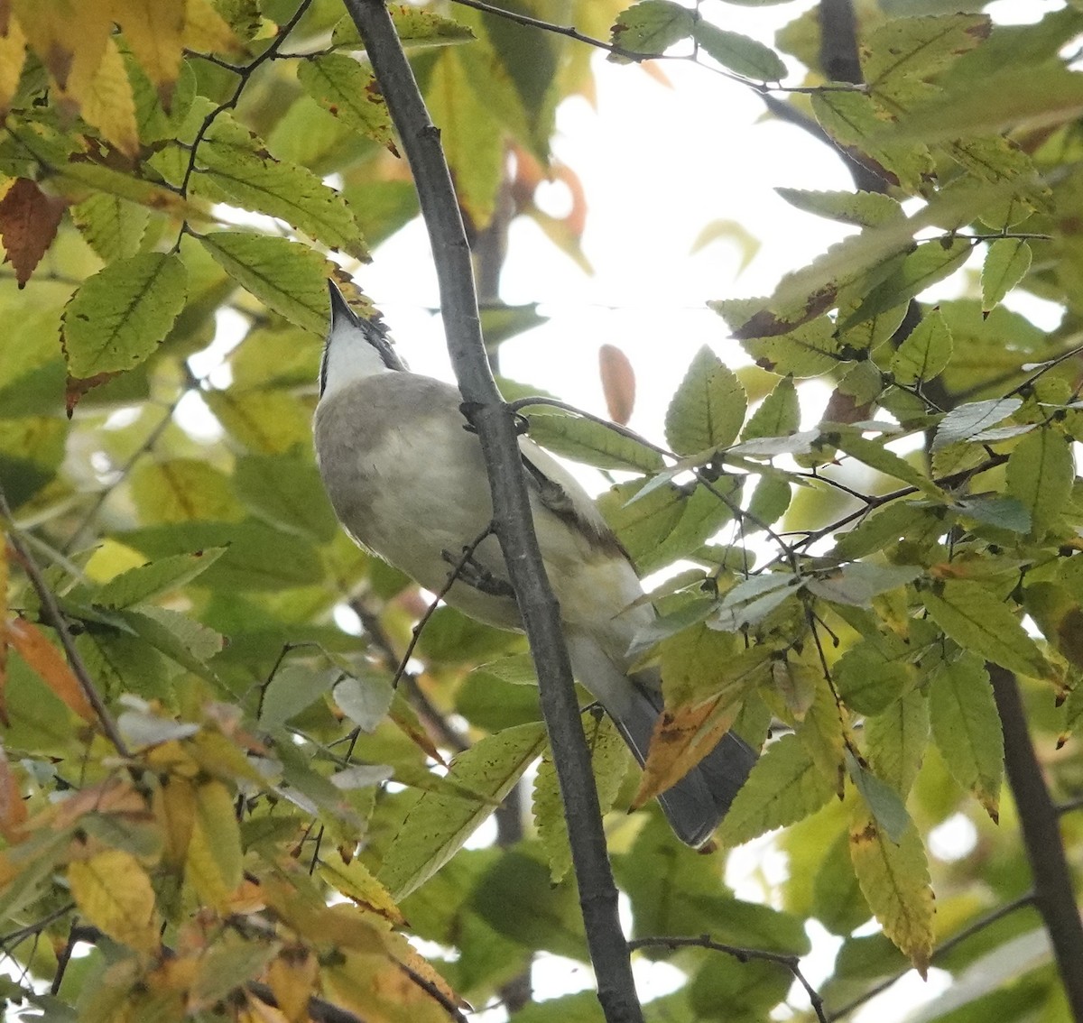 Light-vented Bulbul - ML646241721