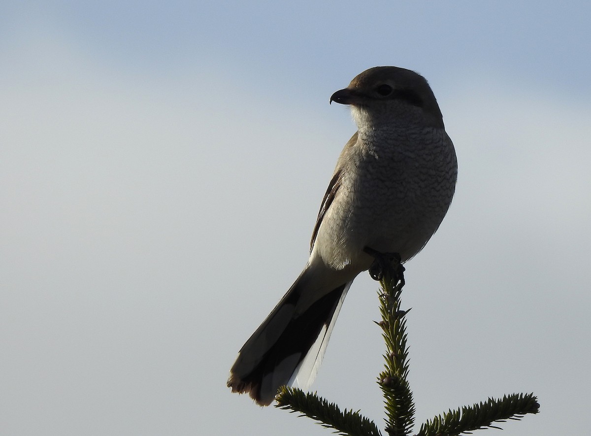 ťuhýk severní - ML646241724