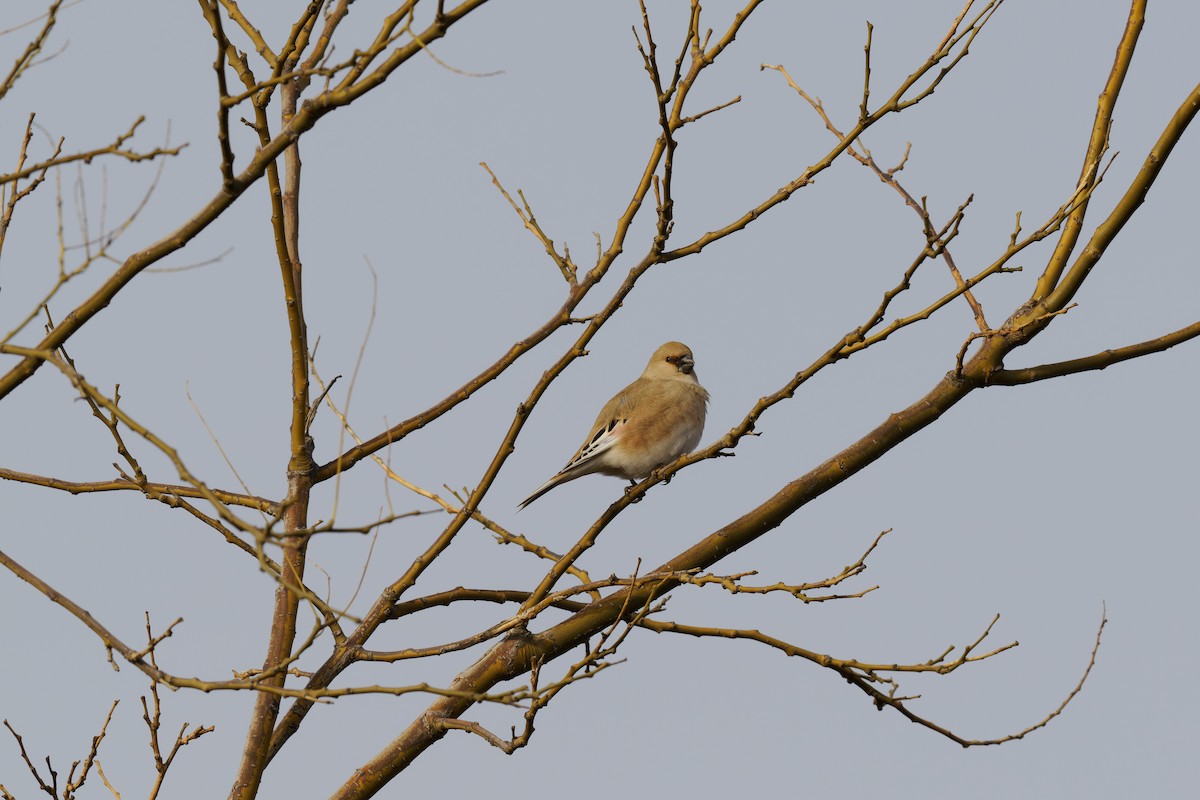 Camachuelo Desertícola - ML646241731