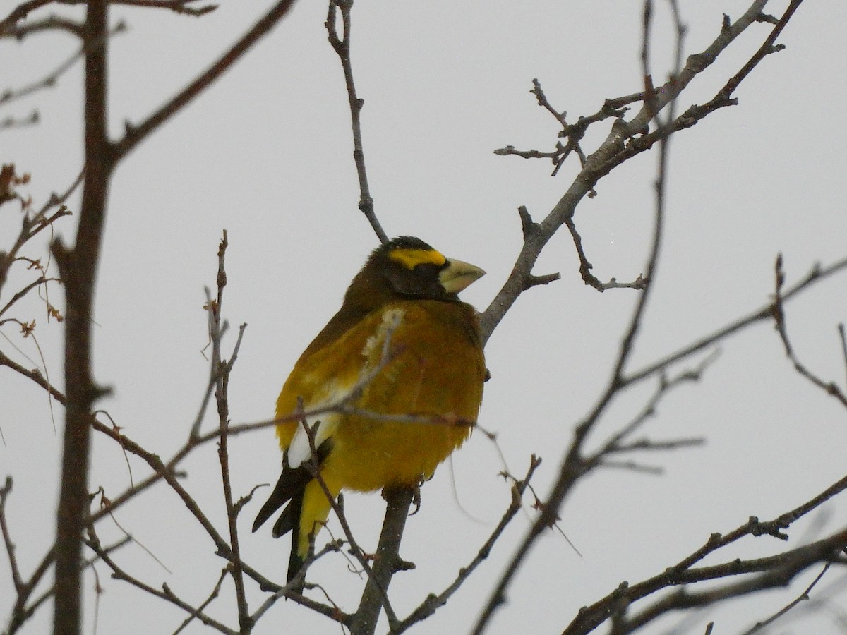 Evening Grosbeak - ML646241732