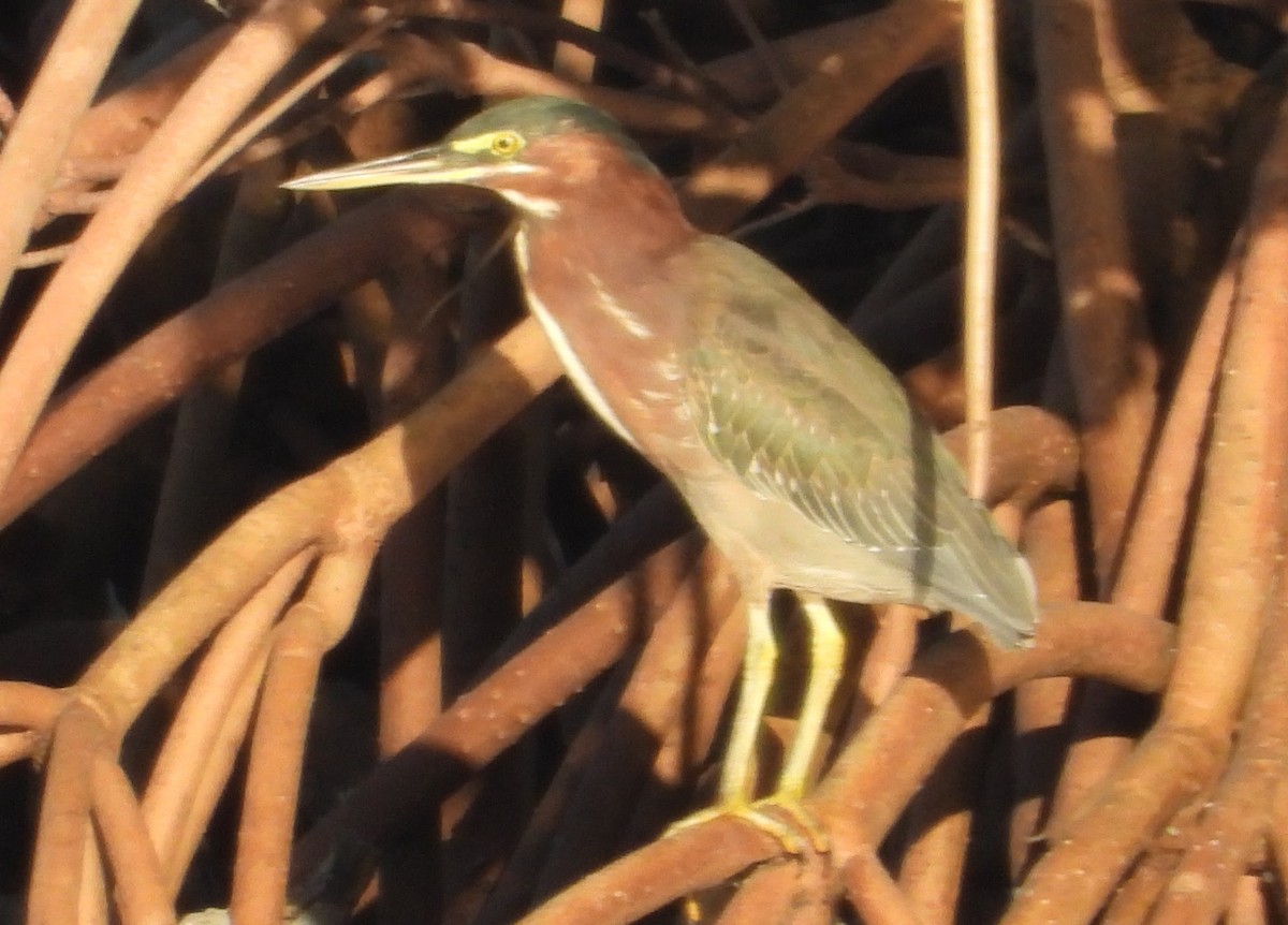 Green Heron - ML646241734