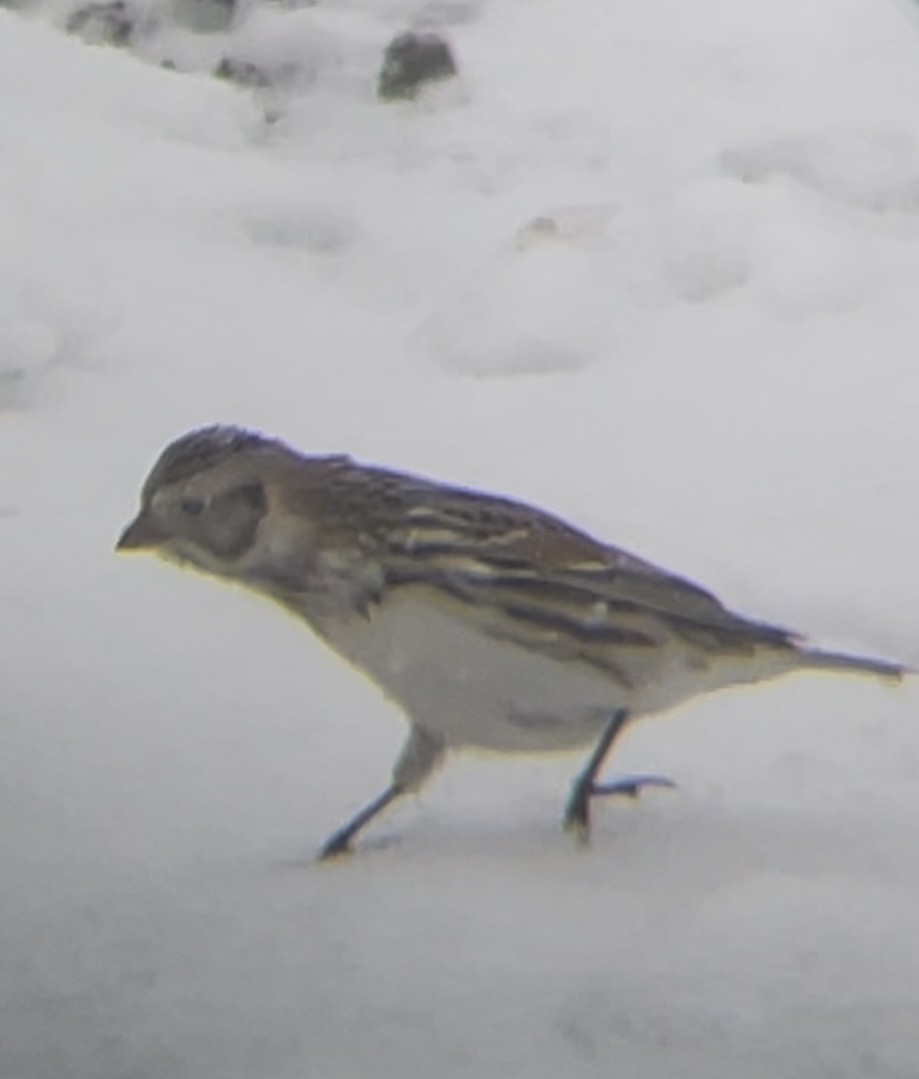 ostružka severní - ML646241735