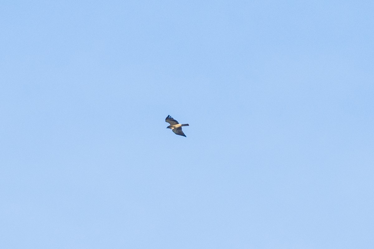 Booted Eagle - ML646241738