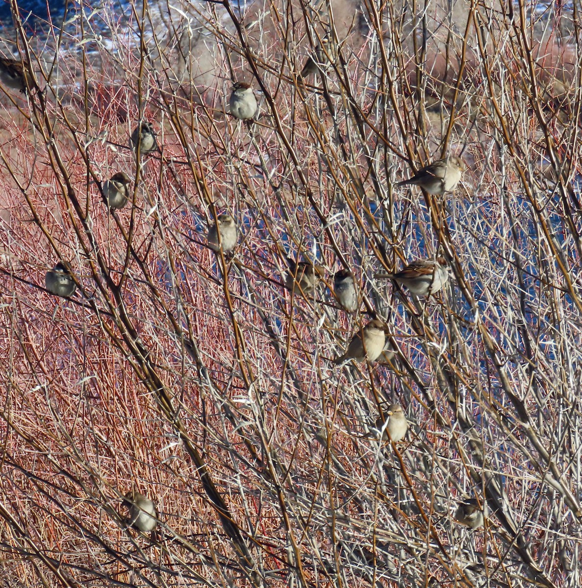 gråspurv - ML646241741