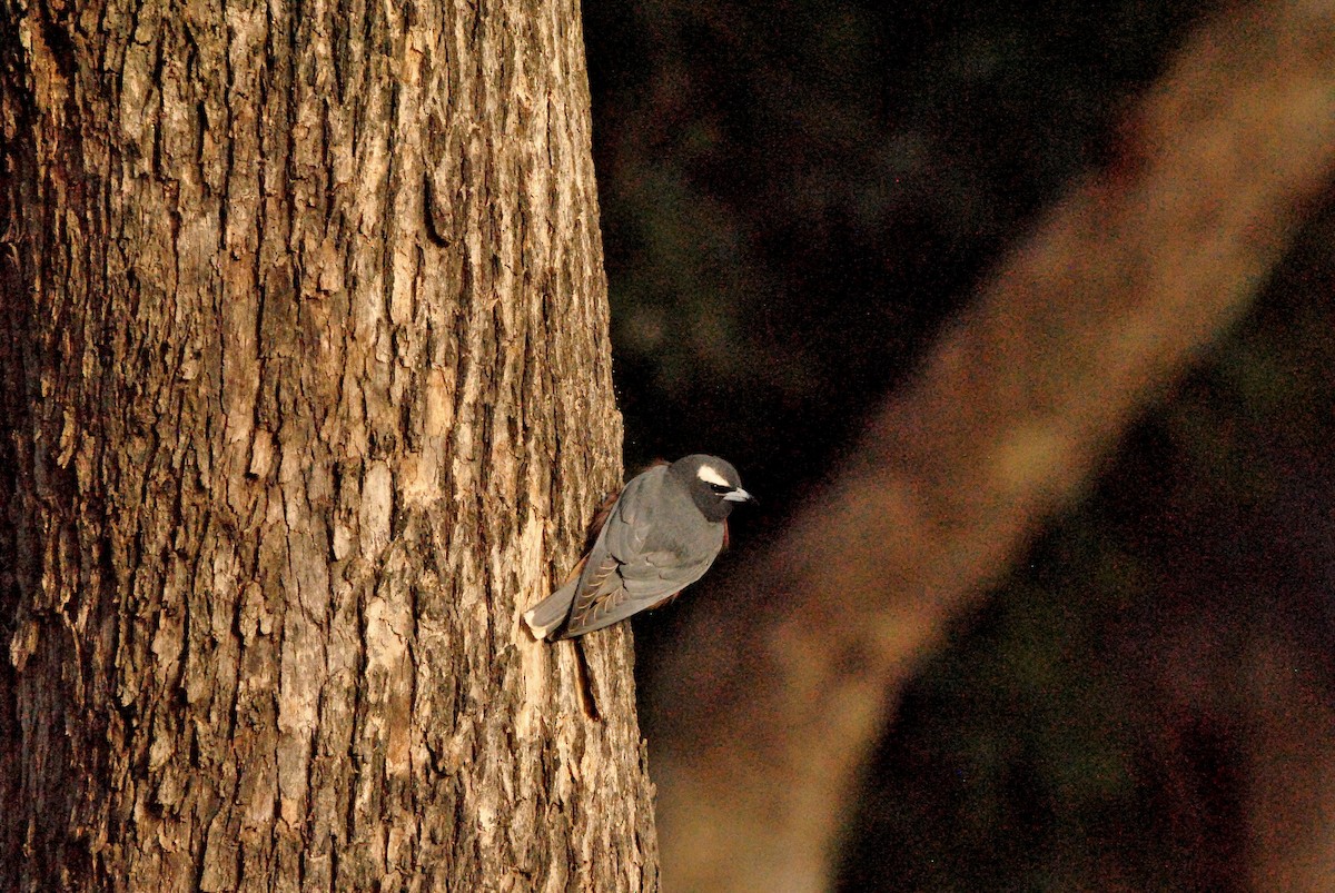 hvitbrynsvalestær - ML646241743