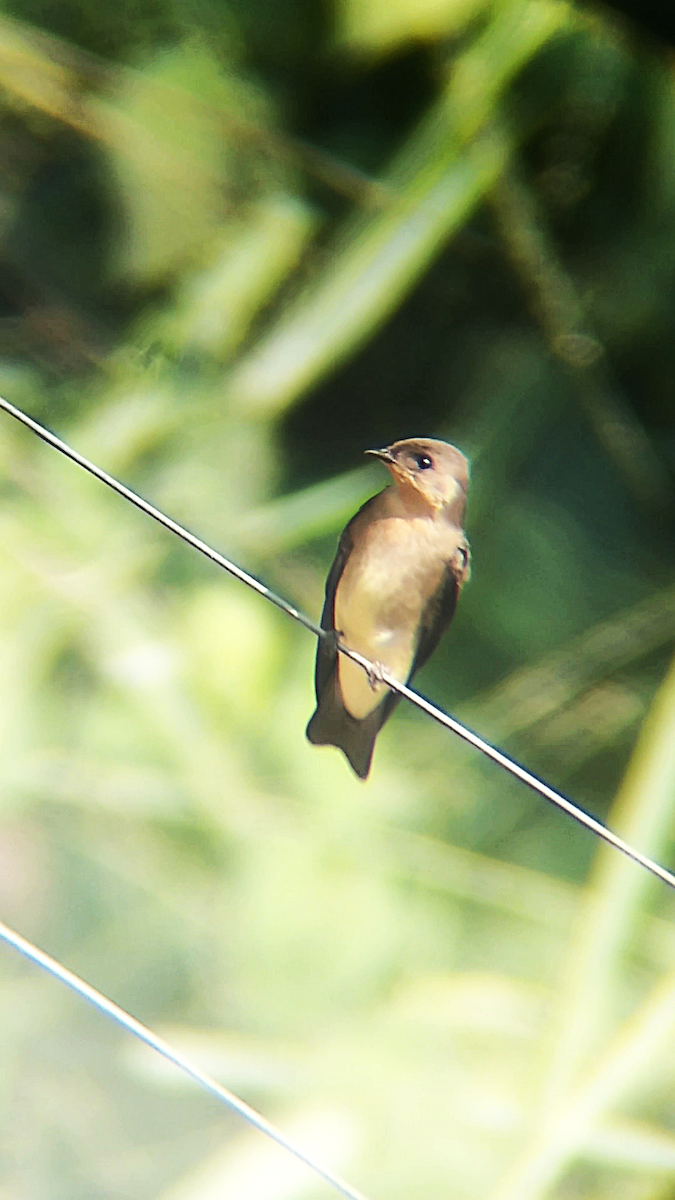 sørtaggsvale - ML646241745