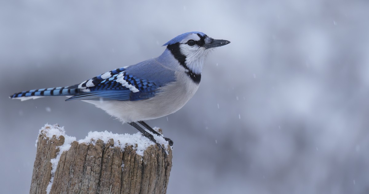 blåskrike - ML646241746