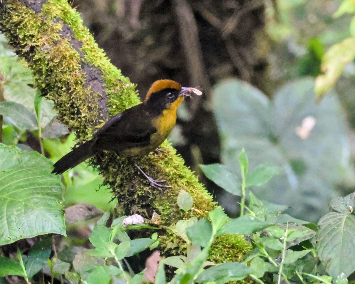 chocokjerrspurv - ML646241748