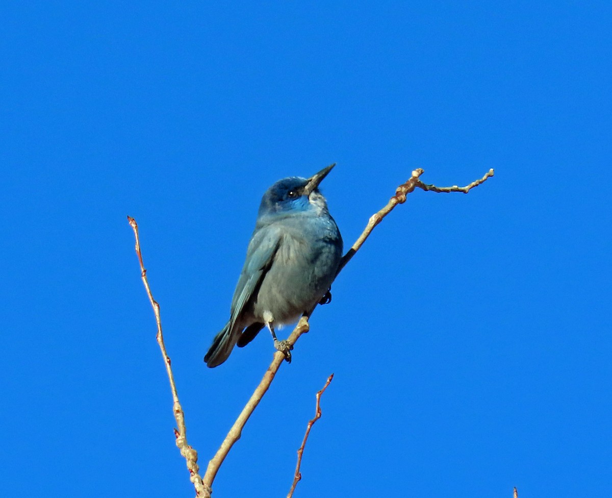 pinjeskrike - ML646241749