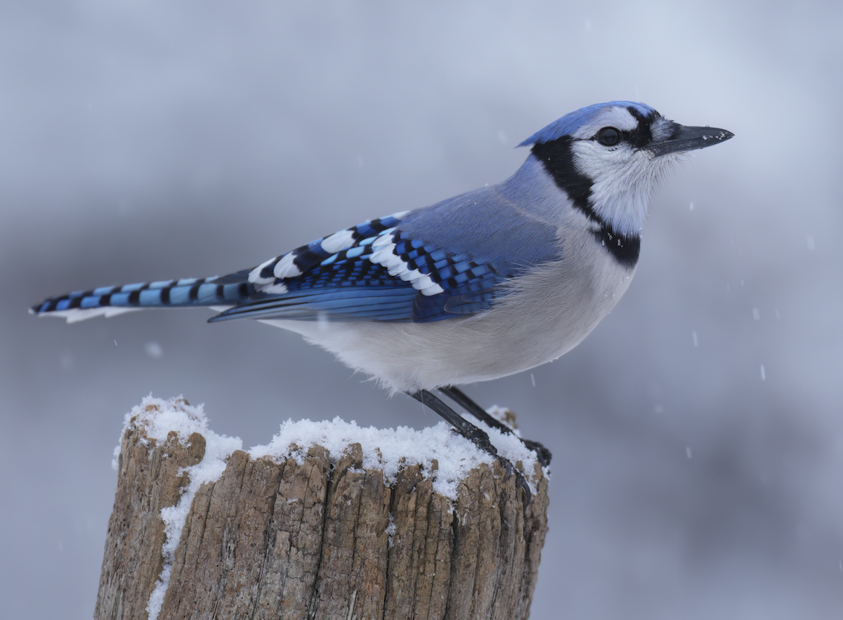 blåskrike - ML646241750