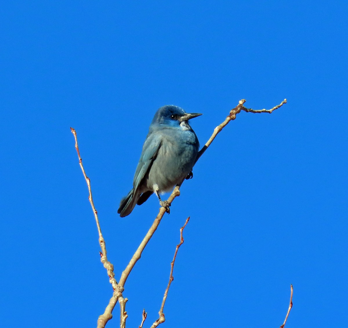 pinjeskrike - ML646241751