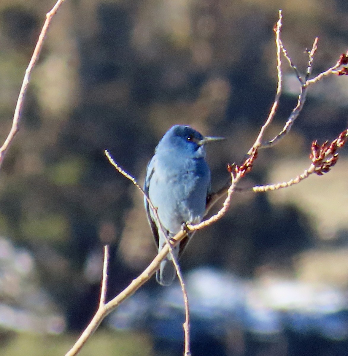 pinjeskrike - ML646241752