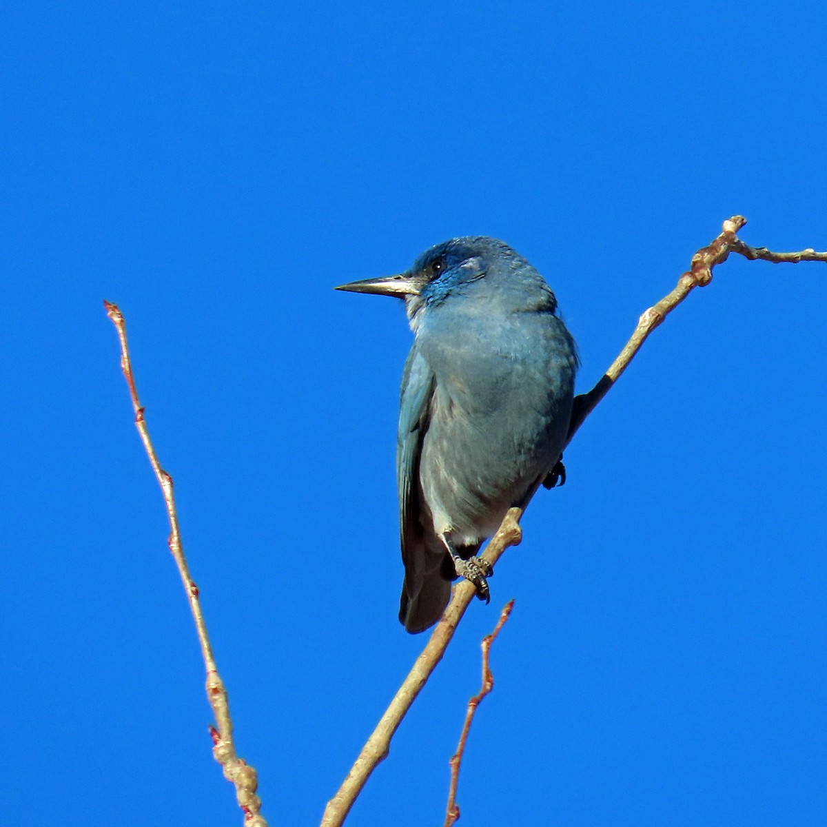 pinjeskrike - ML646241753