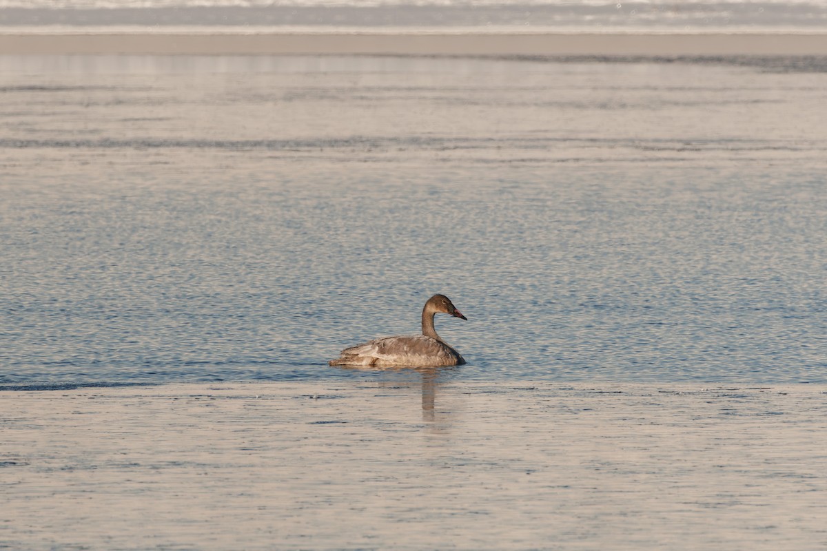 trompetsvane - ML646241754