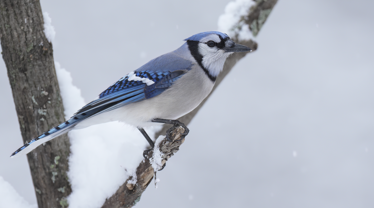 blåskrike - ML646241755