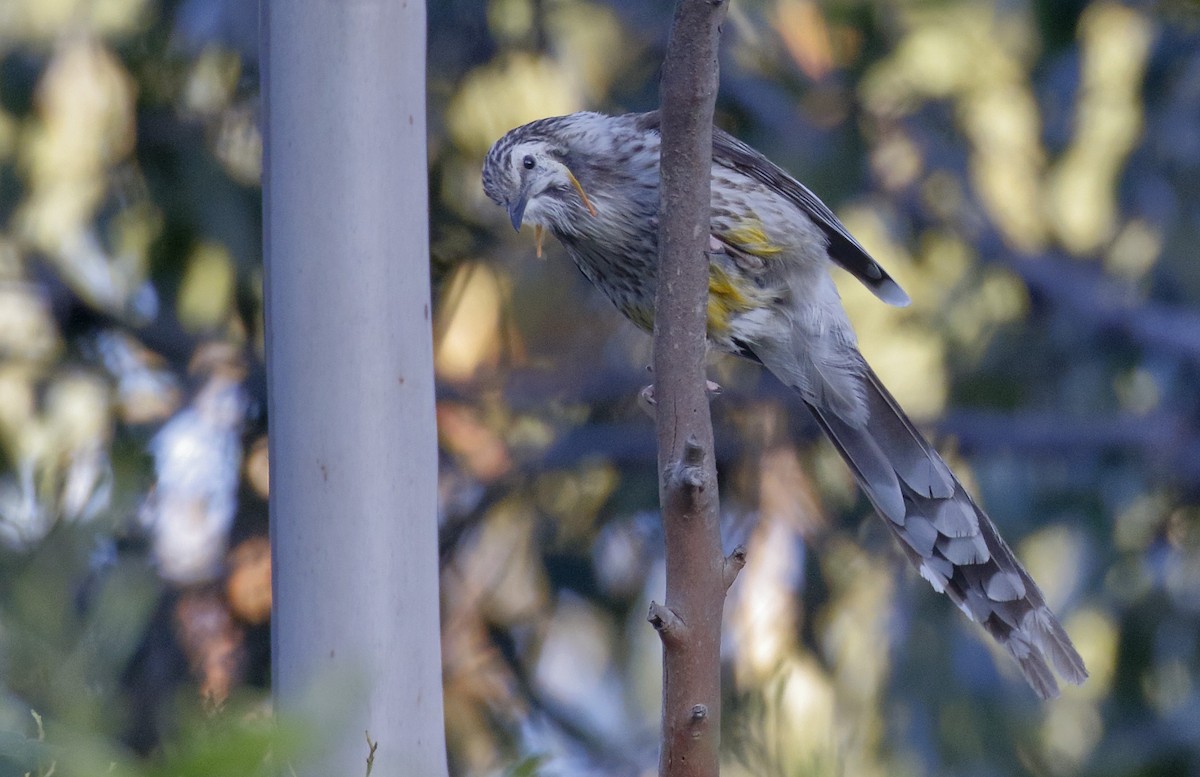 gyllenflikhonningeter - ML646241757