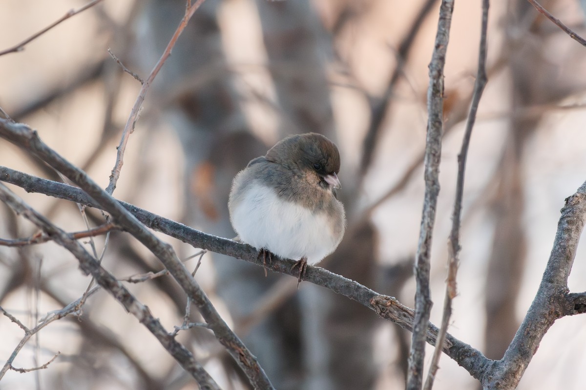 vinterjunko - ML646241758