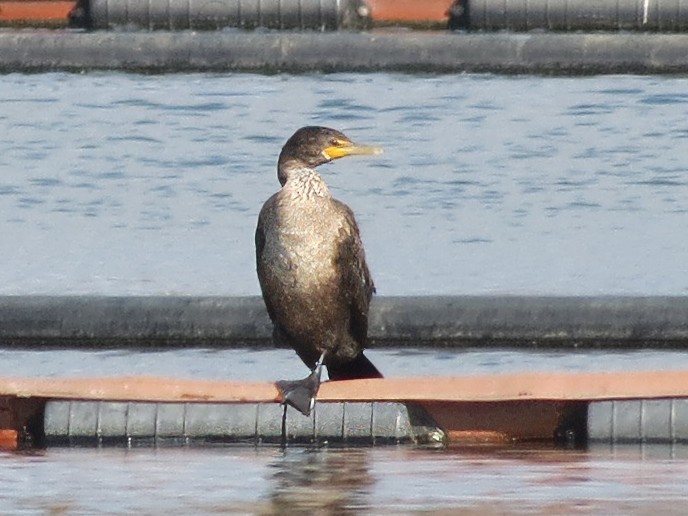 totoppskarv - ML646241759