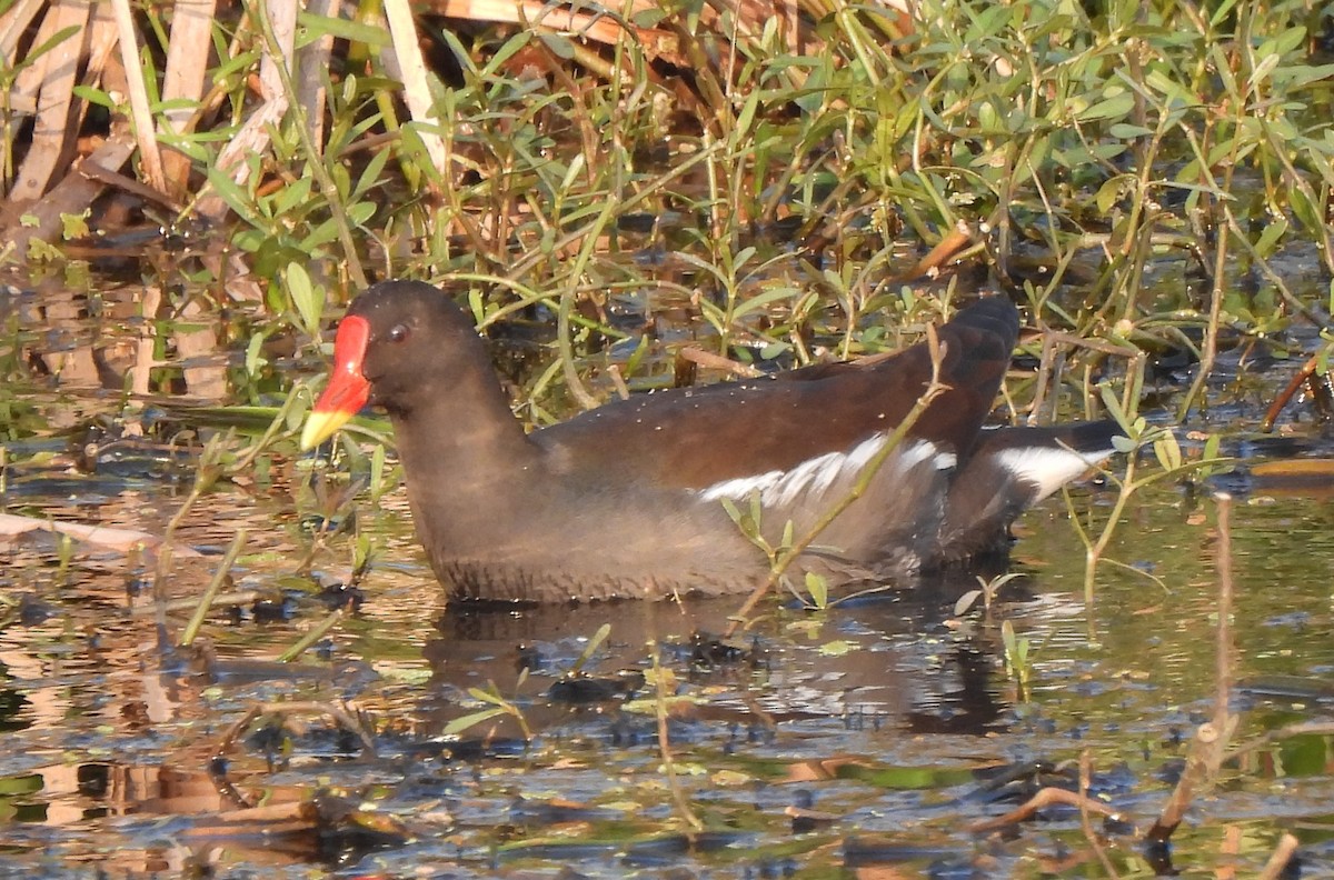 sivhøne - ML646241760