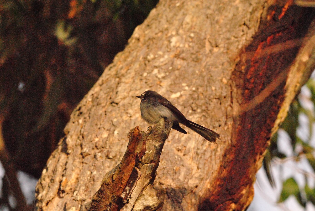 gråviftestjert (alisteri) - ML646241761