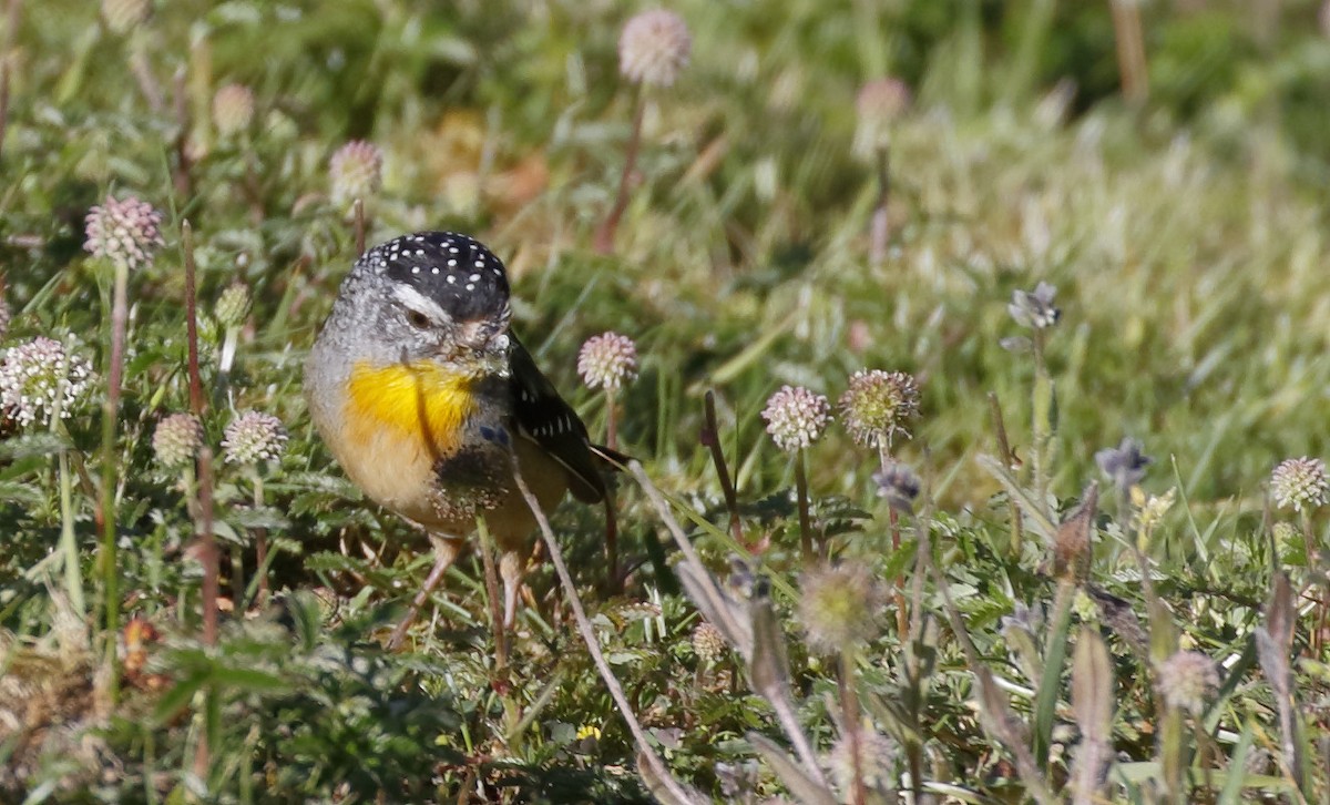 flekkdiamantfugl - ML646241762