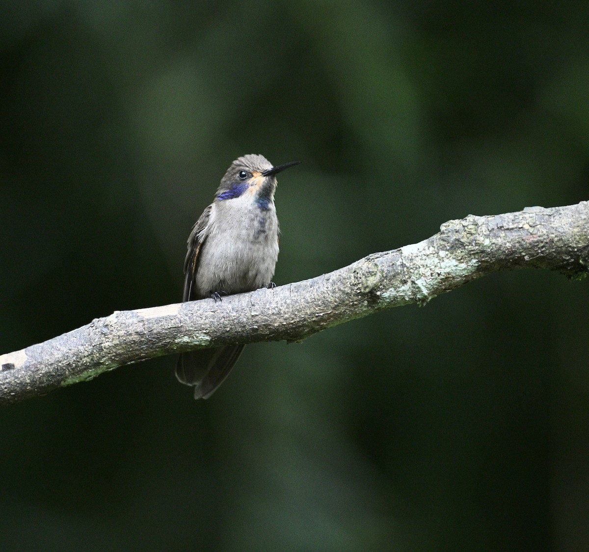 brunkolibri - ML646241763