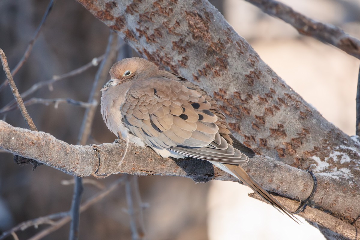 sørgedue - ML646241764