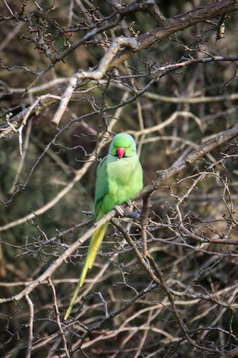 halsbåndparakitt - ML646241765