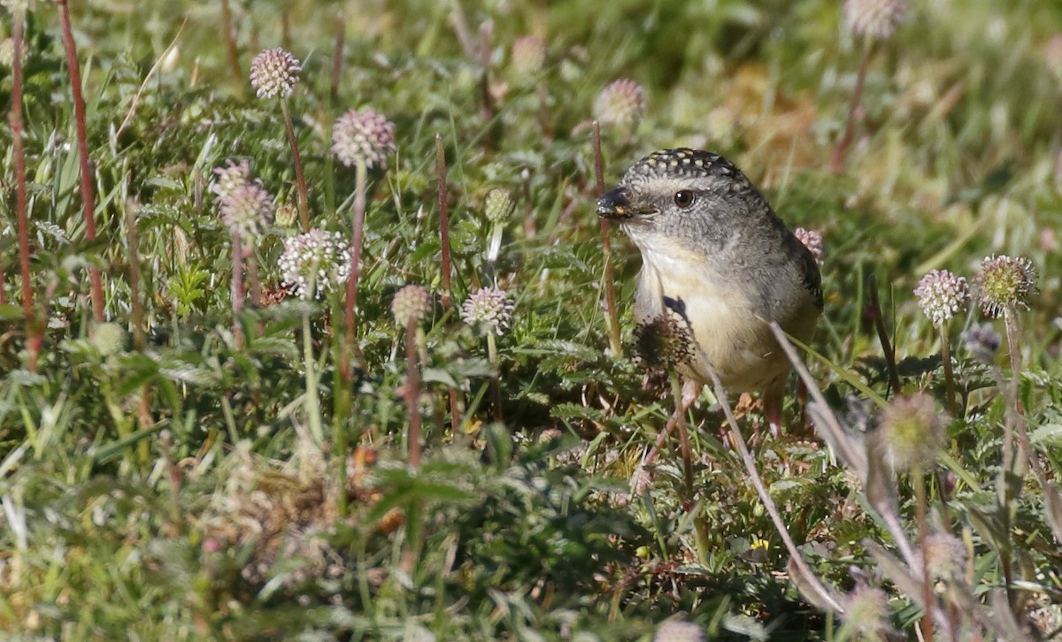 flekkdiamantfugl - ML646241766