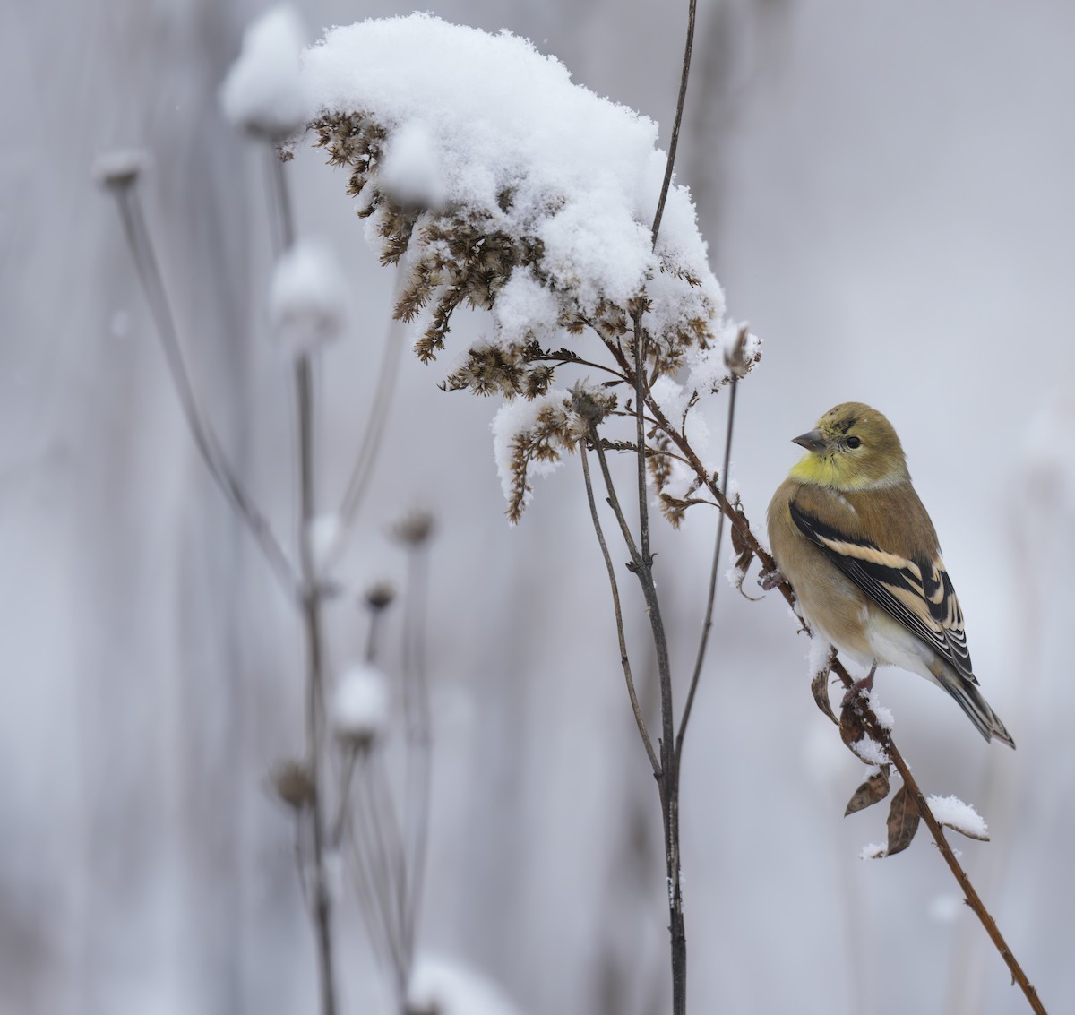 gulstillits - ML646241767