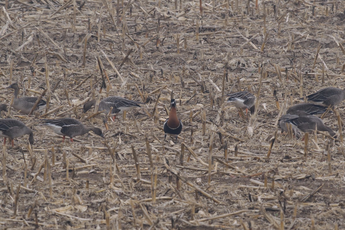 rødhalsgås - ML646241768